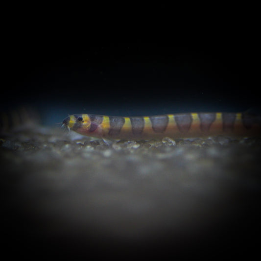 Kuhlii Loach (Pangio kuhlii)