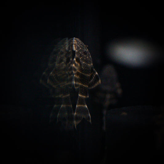 L-015 Candy Stripe Plecostomus (Peckoltia Vittata)