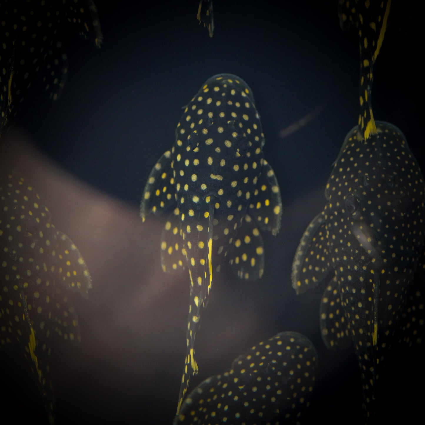 L-018 Big Spot Gold Nugget Plecostomus