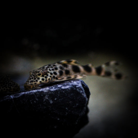 L-075 Para Plecostomus (Peckoltia Sabaji)
