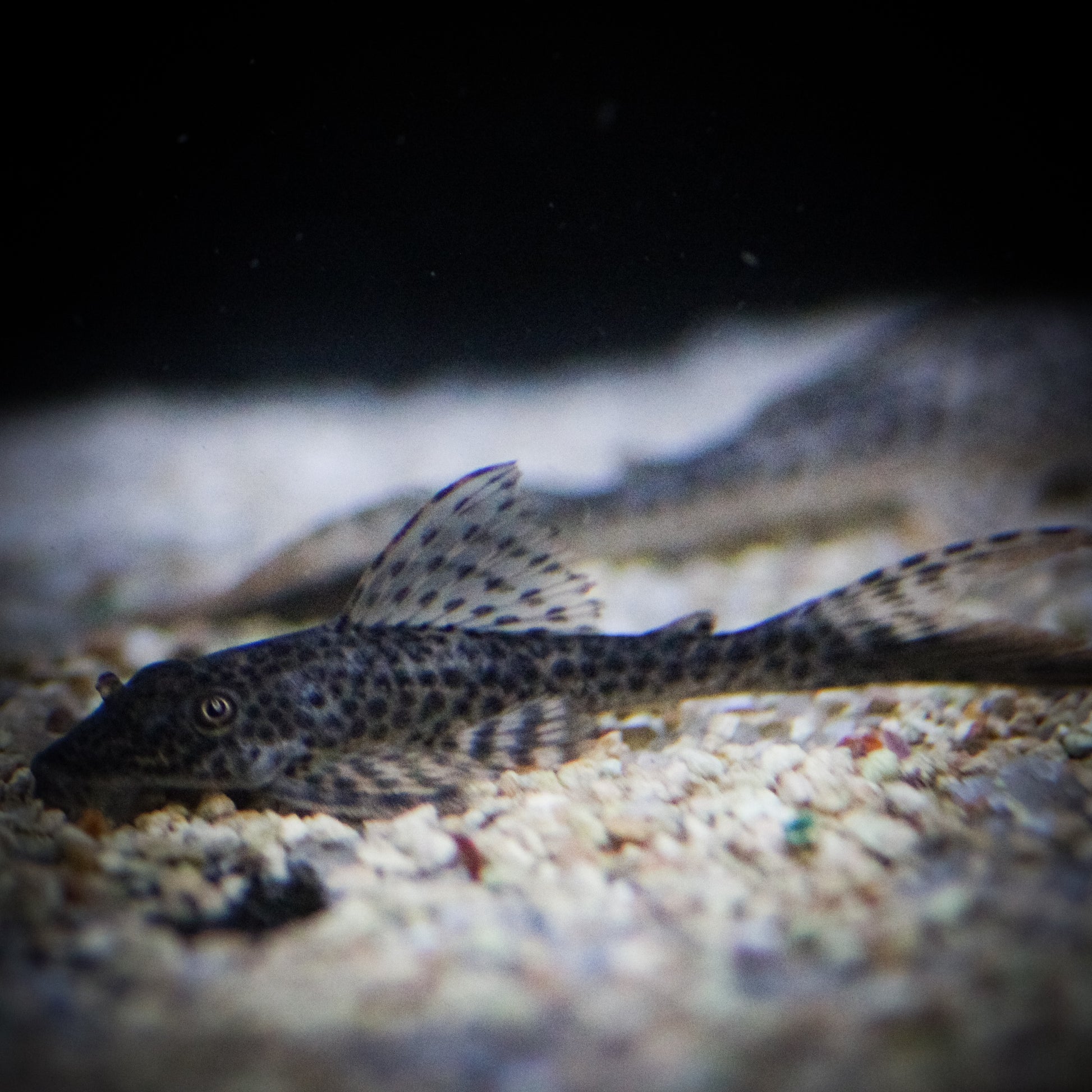 L-090C Papa Lyretail Plecostomus (Panaque Bathyphilus)