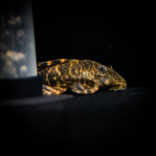 L-104 Clown Plecostomus (Panaque Maccus)