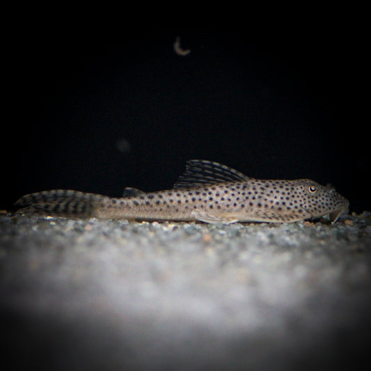 L-123 Cute Pleco (Aphanotorulus Ammophilus)