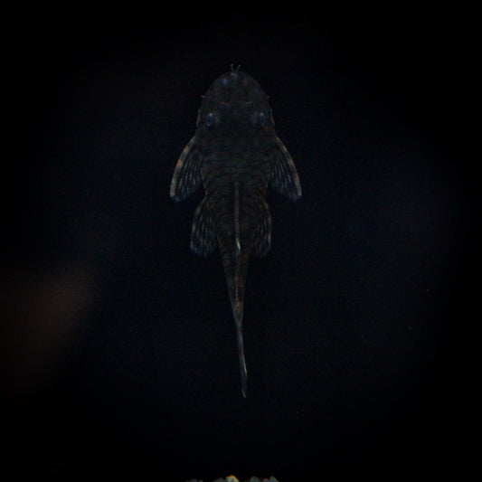L-150 Orinoco Bristlenose Plecostomus (Ancistrus Sp.)