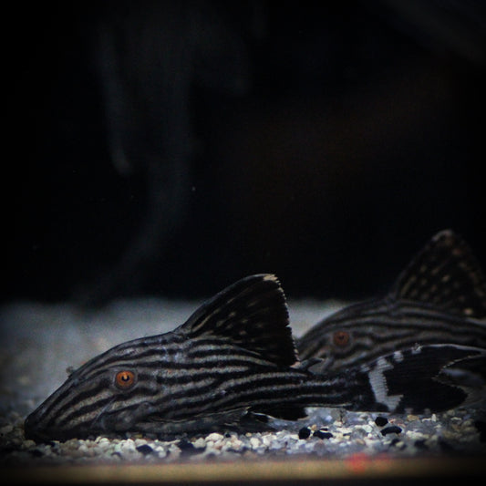 L-190 Royal Plecostomus (Panaque Nigrolineatus)