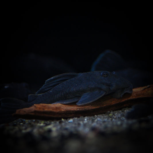 L-239 Blue Panaque Plecostimus (Baryancistrus Beggini)