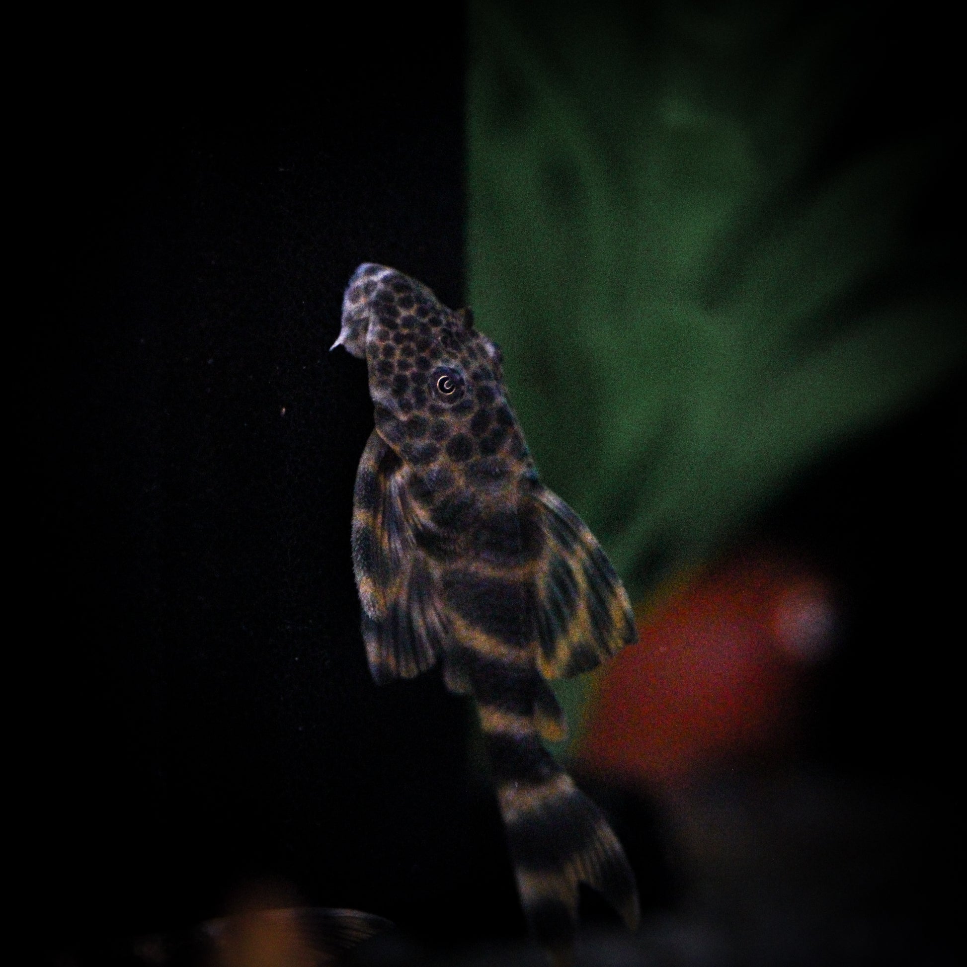 L-243 Orange Tiger Plecostomus (Peckoltia Wernekei)