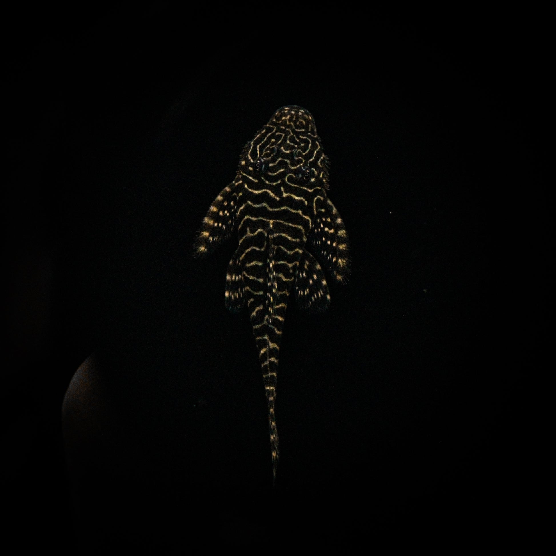 L-257 Tigerstriped Plane Plecostomus (Pseudolithoxus Tigris)
