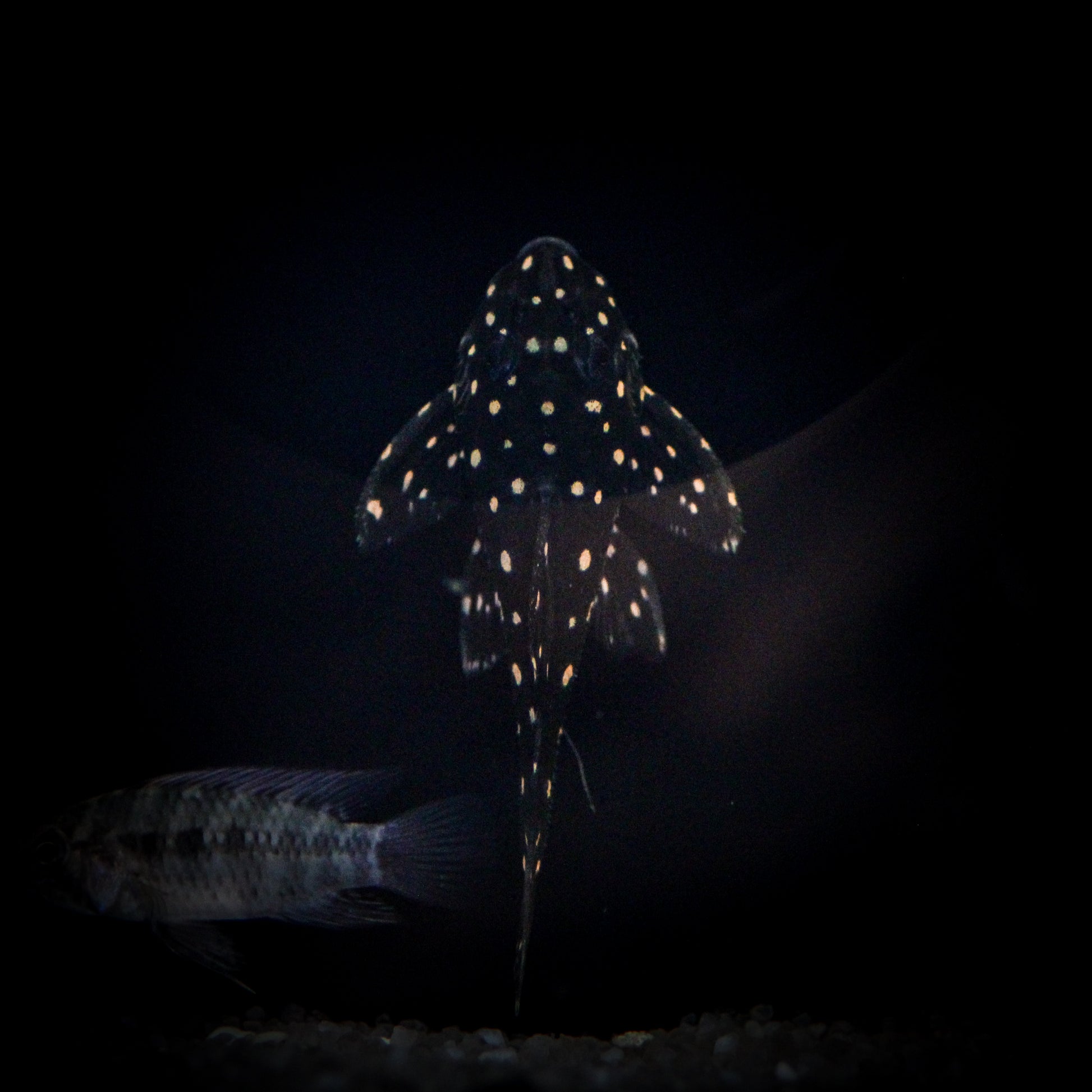 L-471 White Spotted Ventuari Plecostomus (Hypancistrus Sp.)