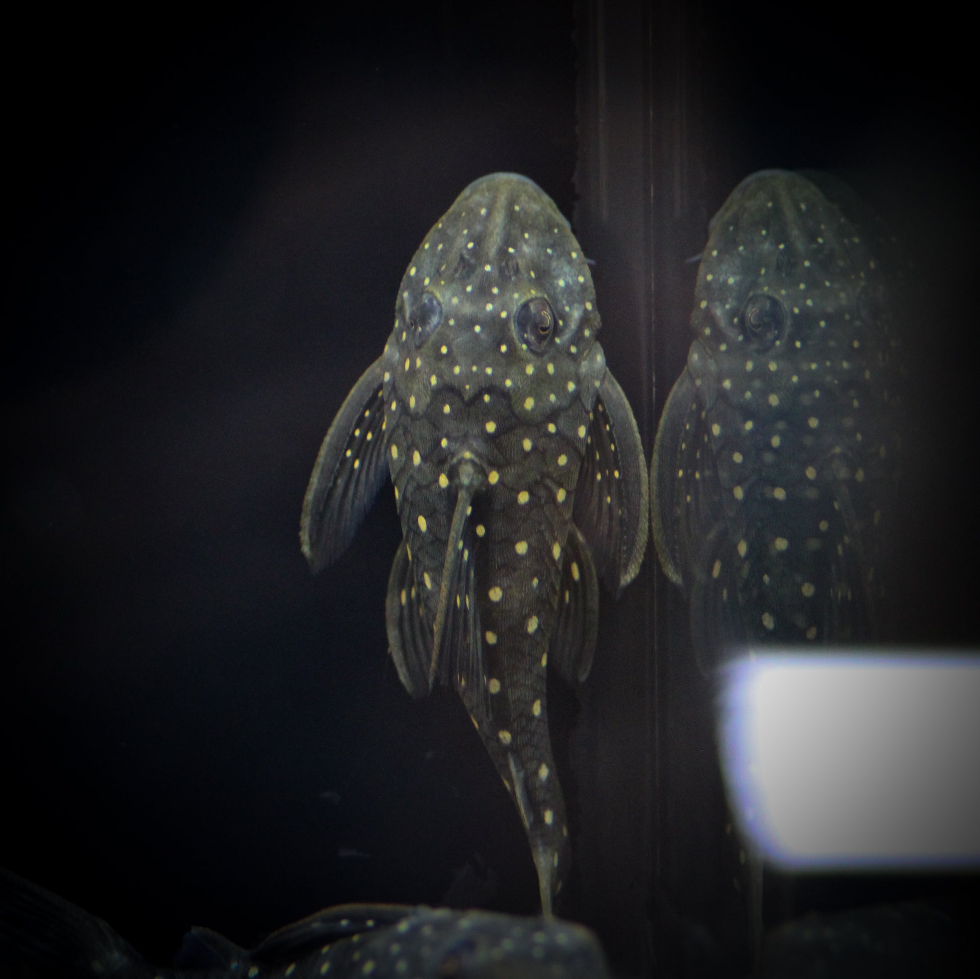 L-476 Black Phantom Plecostomus (Hemiancistrus Sp.)