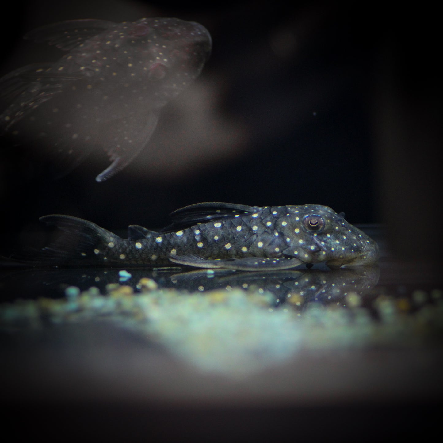L-476 Black Phantom Plecostomus (Hemiancistrus Sp.)