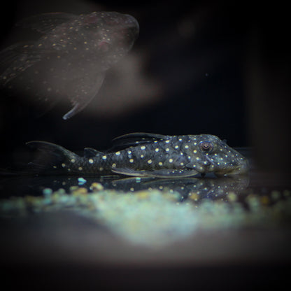 L-476 Black Phantom Plecostomus (Hemiancistrus Sp.)