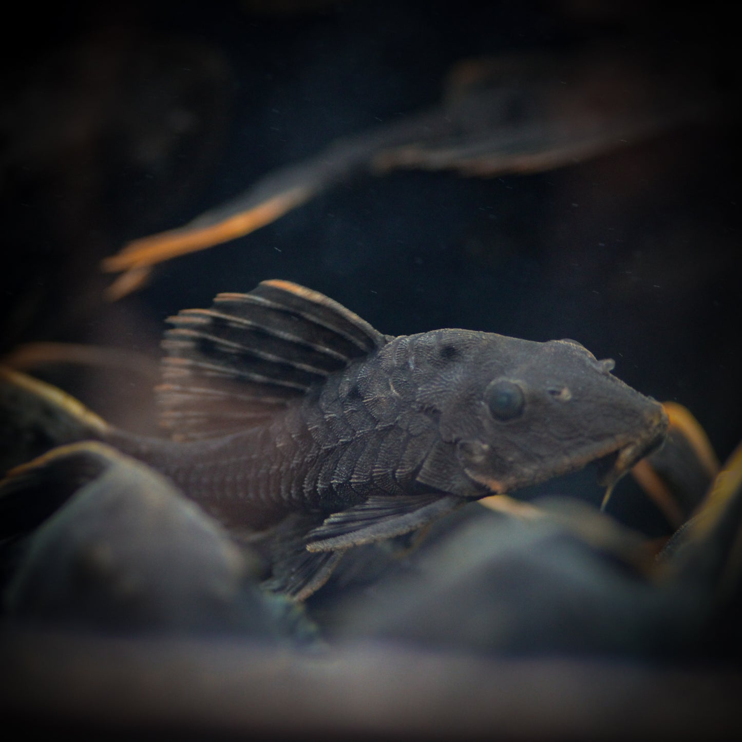 L095 Orange Cheek Pine Cone Plecostomus (Pseudorinelepis sp.)