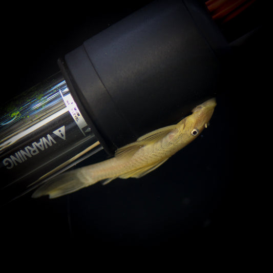 L144a Lemon Bristlenose Plecostomus
