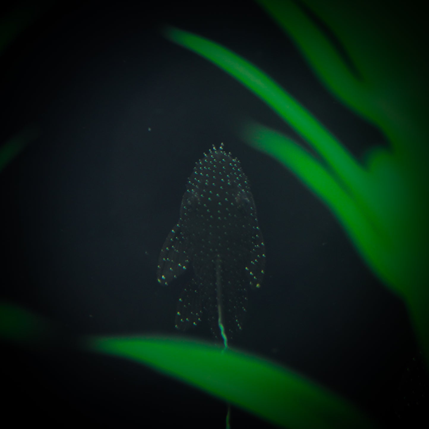 L183 Starlight Bristlenose Pleco (Ancistrus dolichopterus)