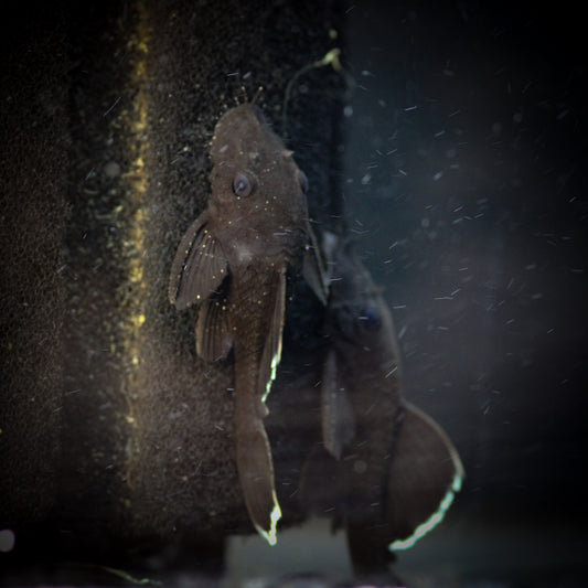 L183 Starlight Bristlenose Pleco (Ancistrus dolichopterus)