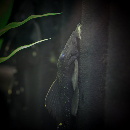 L473 Black Vampire pleco (Leporacanthicus sp.)