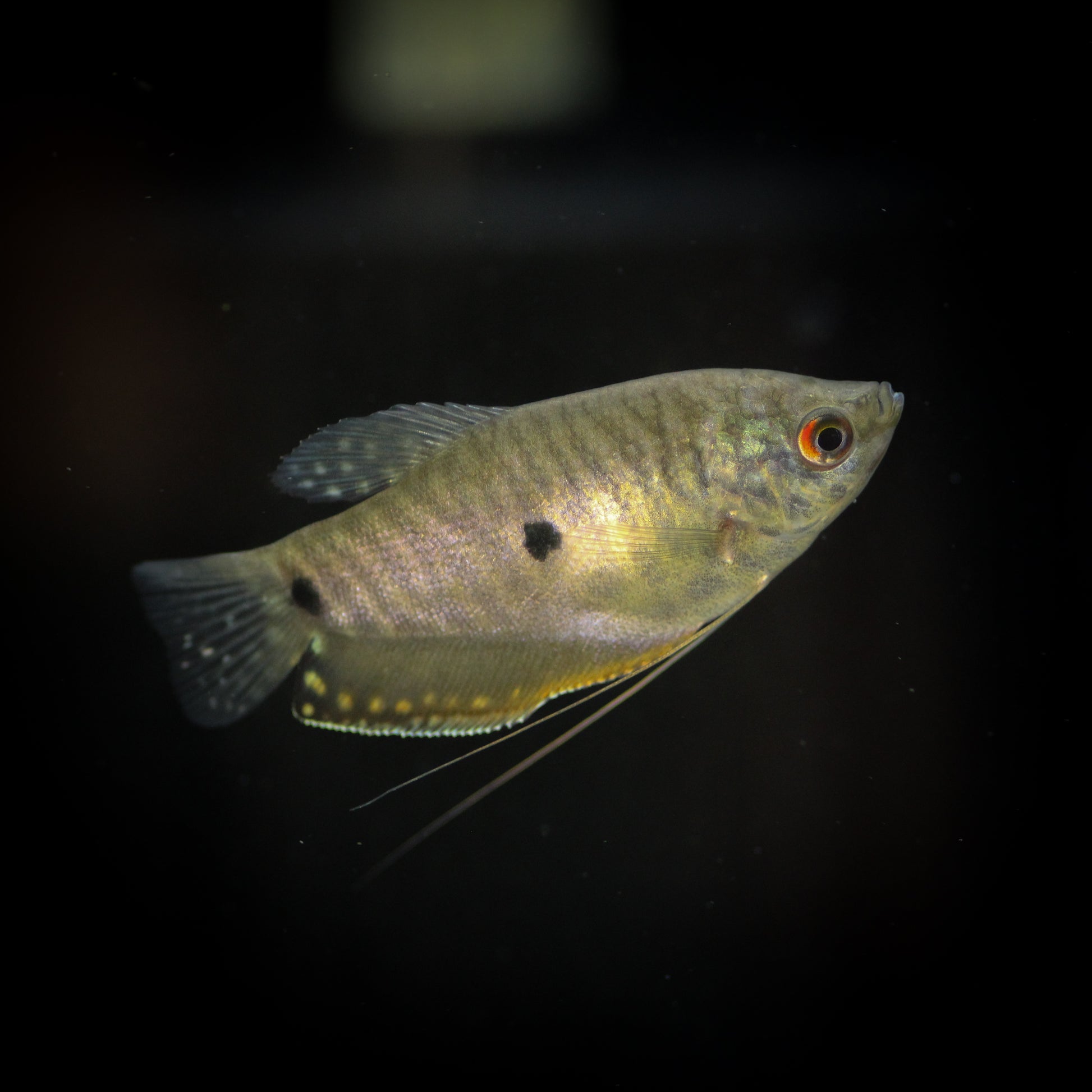 Lavender Gourami