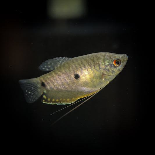Lavender Gourami