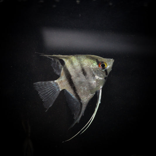 Leopoldi Angelfish (Pterophyllum leopoldi)