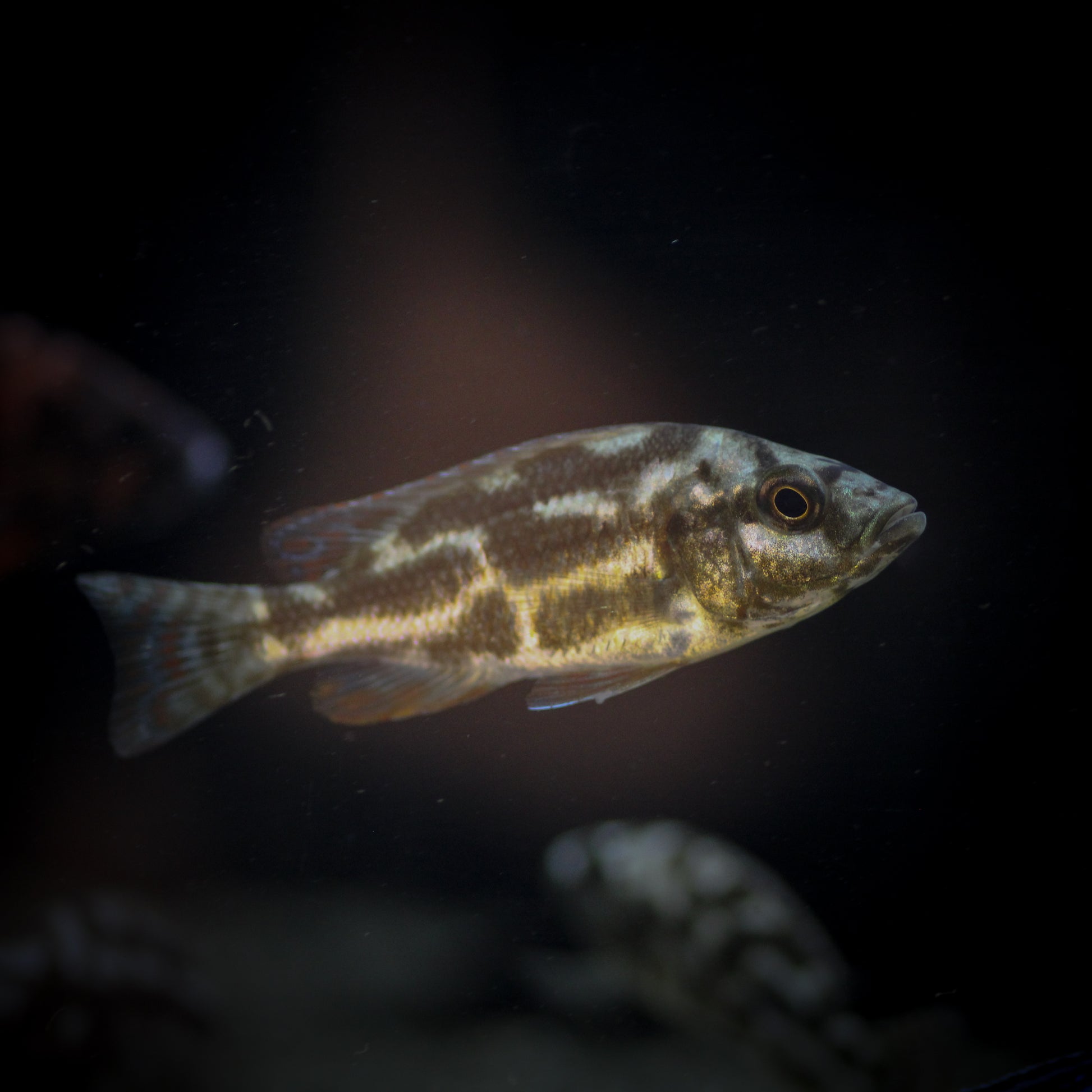 Livingstonii Cichlid (Nimbochromis livingstonii)