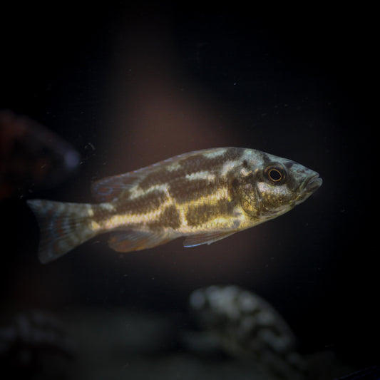 Livingstonii Cichlid (Nimbochromis livingstonii)