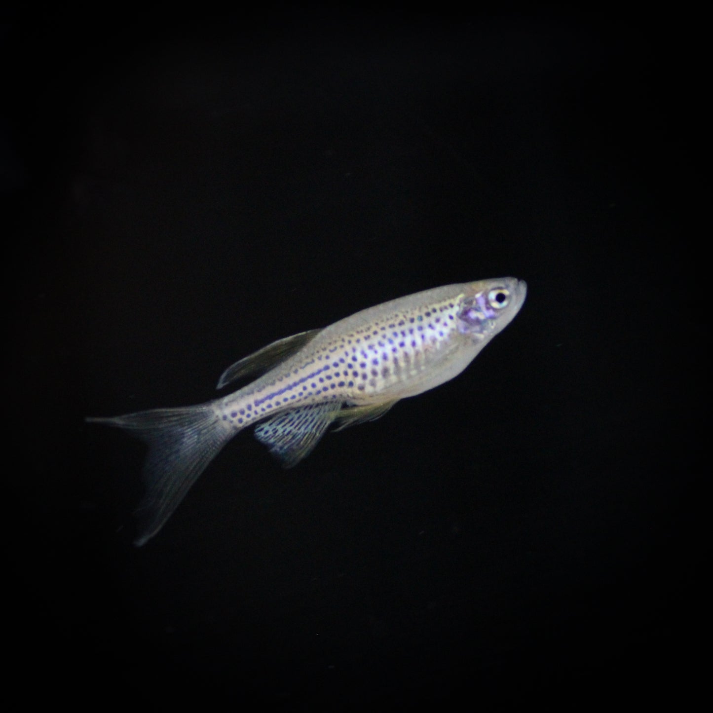 Longfin Leopard Danio
