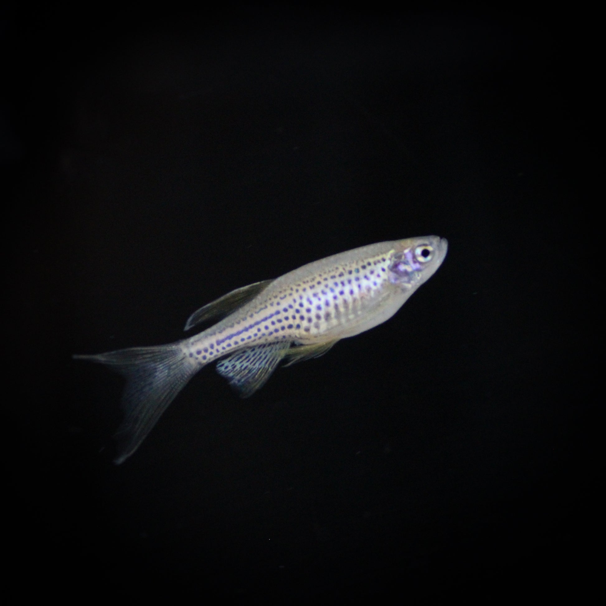 Longfin Leopard Danio