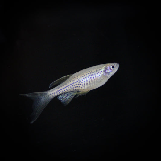 Longfin Leopard Danio