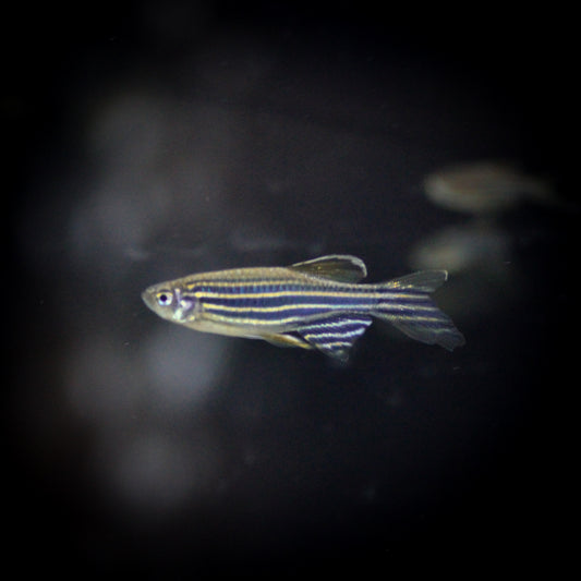 Longfin Zebra Danio