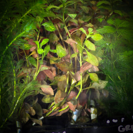 Ludwigia Atlantis (Ludwigia Repens "Atlantis")