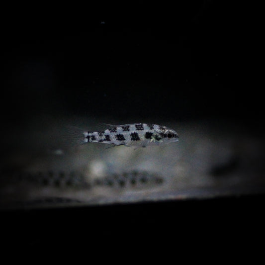 Lyretail Checkerboard Cichlid (Dicrossus Filamentosus)