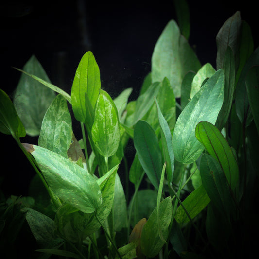 Marble Queen Sword (Echinodorus Cordifolius)