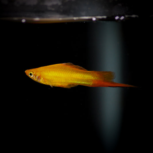 Marigold Swordtail