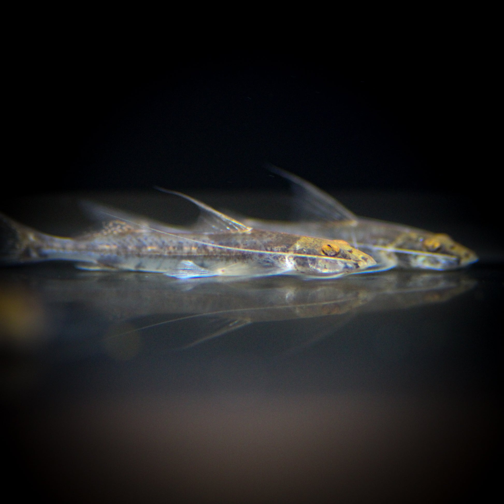 Mastiglanis Asopos Catfish