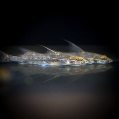 Mastiglanis Asopos Catfish