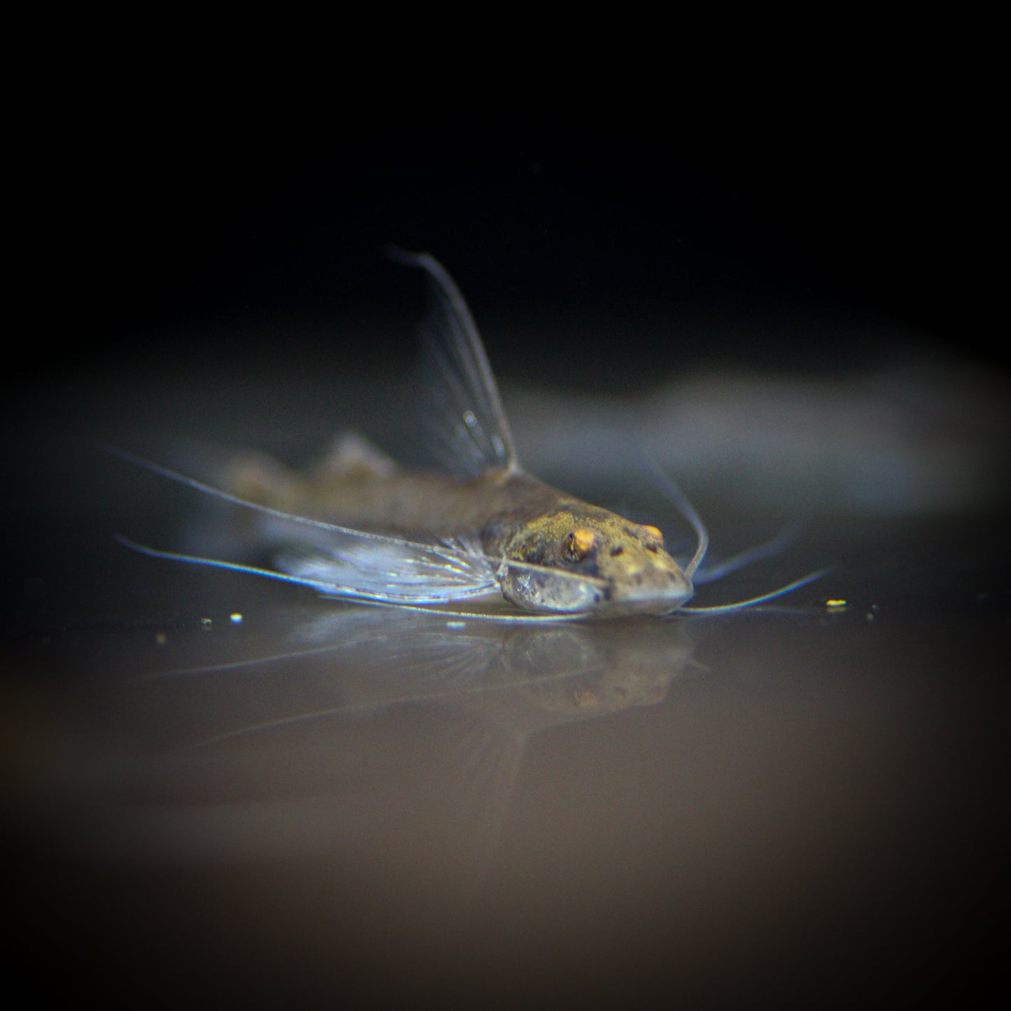 Mastiglanis Asopos Catfish