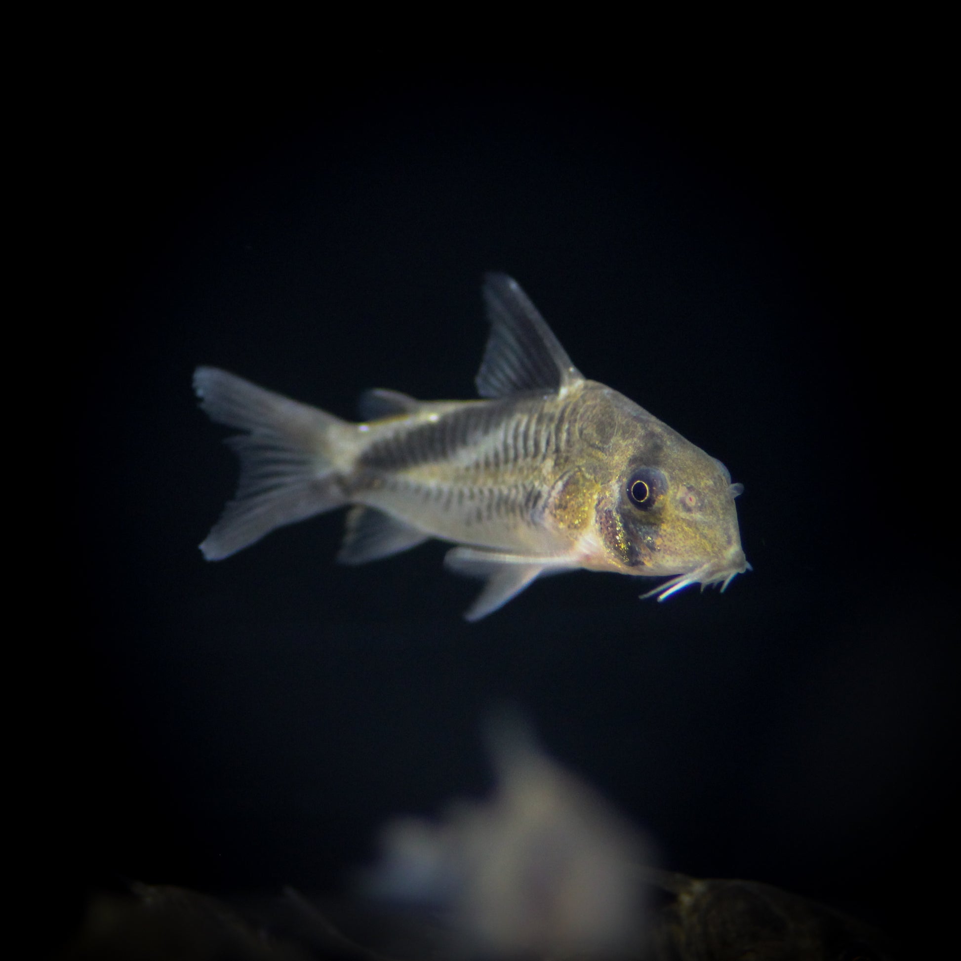 Melini Corydoras (Corydoras Melini)