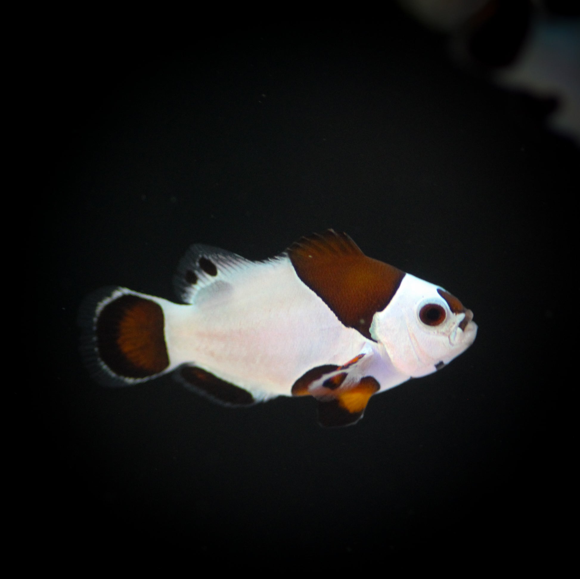 Mocha Storm Clown (Amphiprion ocellaris)