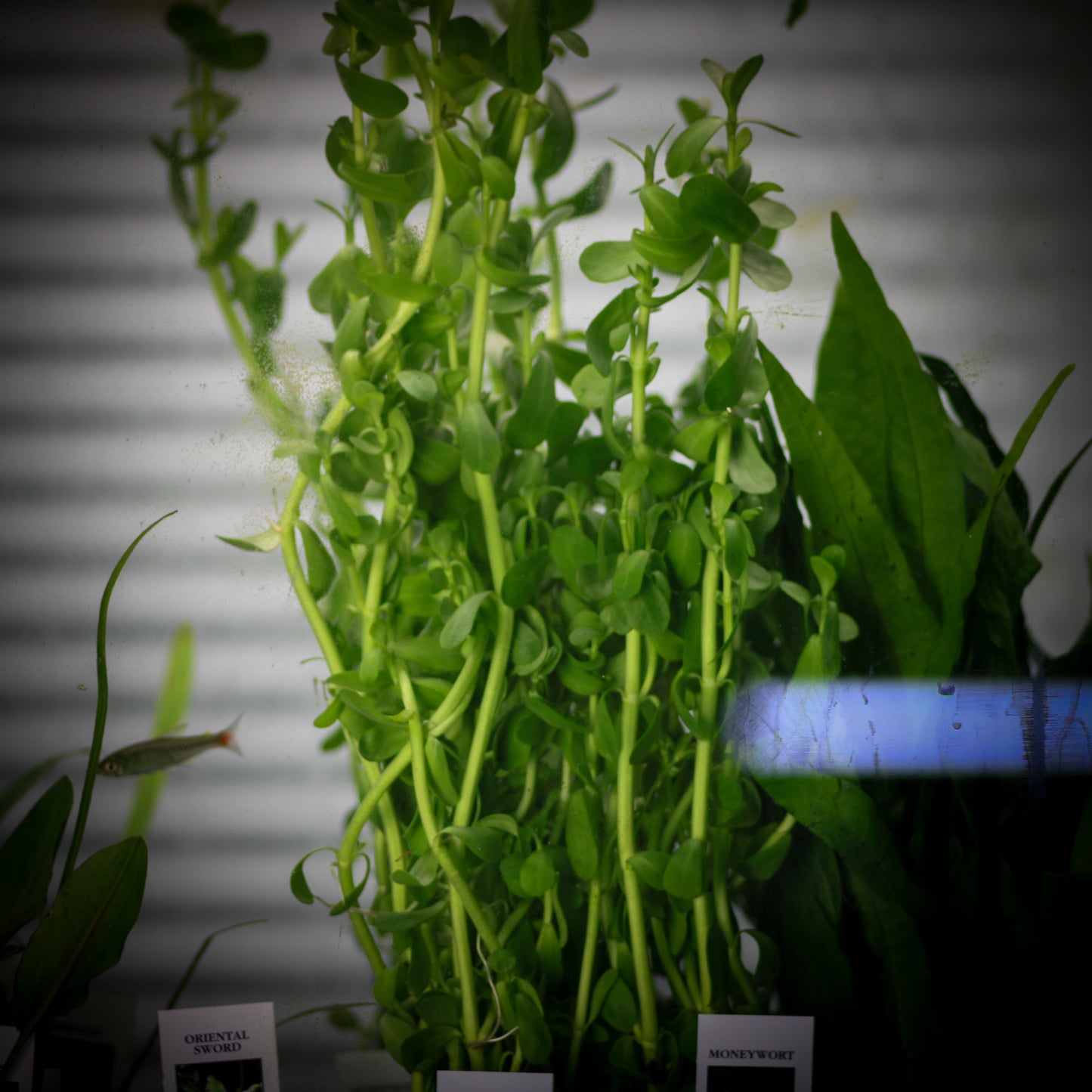 Moneywort (Bacopa Monnieri)