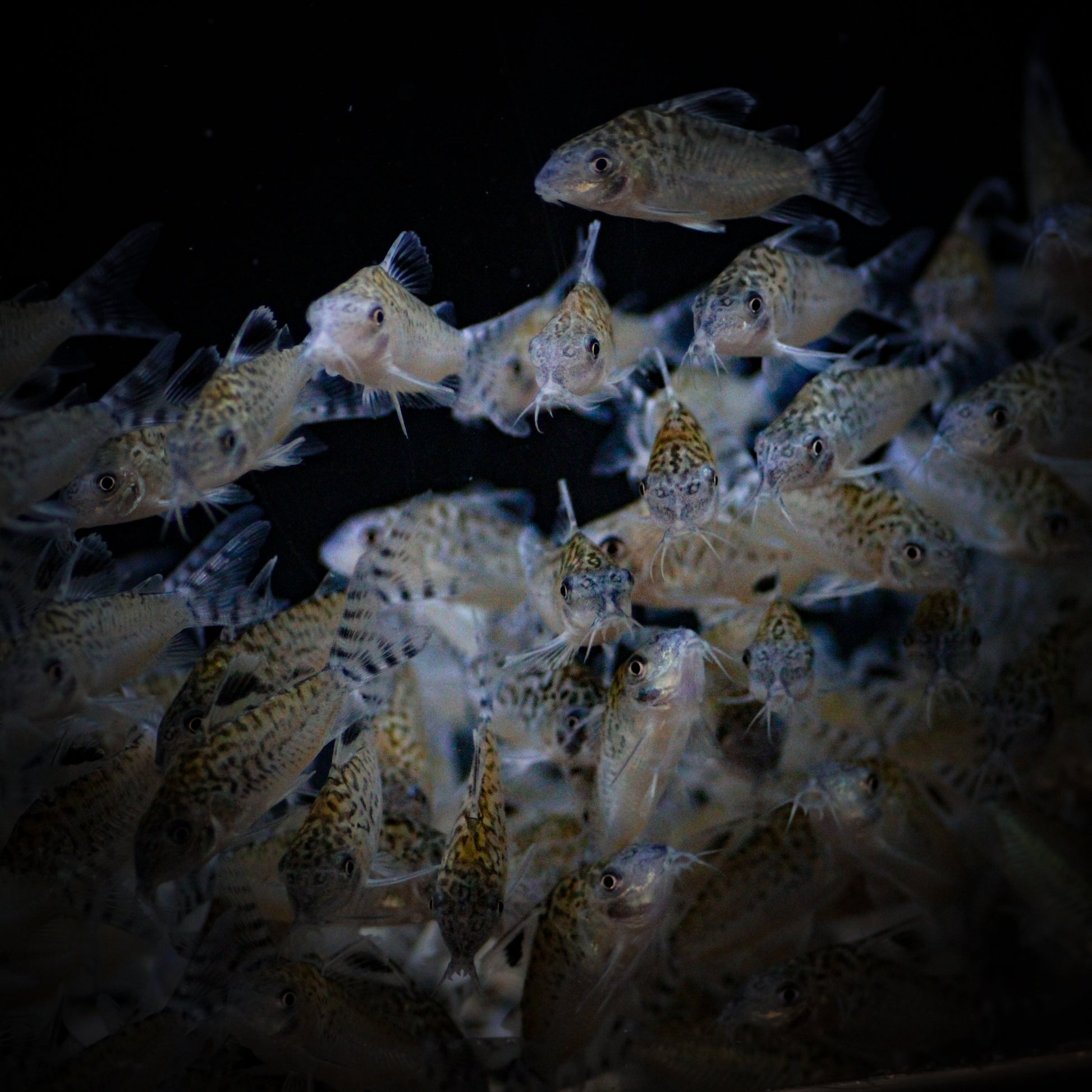 Mosiac Corydoras (Corydoras Haraldschultzi)