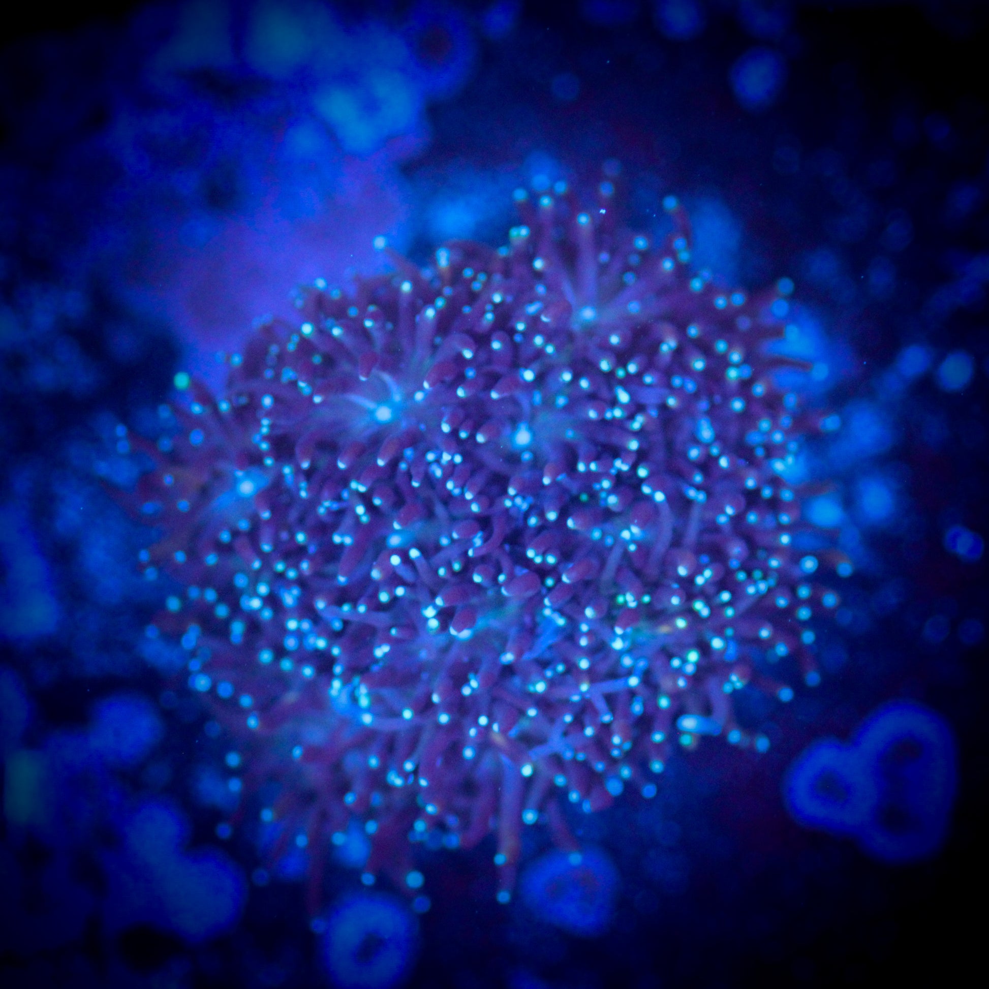 Mother of All Galaxea