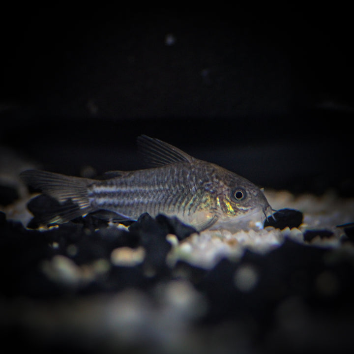 Corydoras – ShopHAW