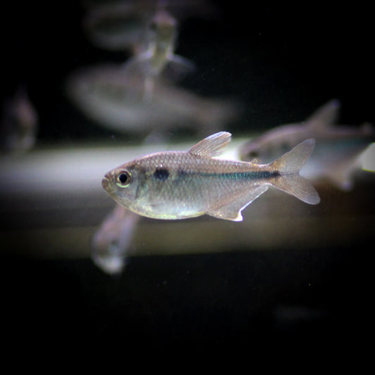 Napo Tetra (Moenkhausia Naponis)