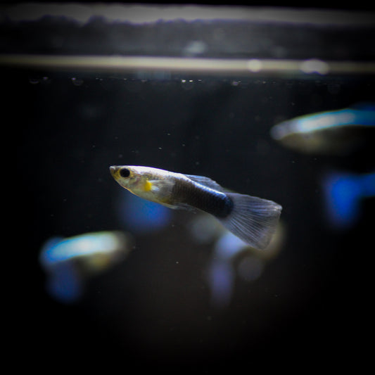 Neon Blue Guppy