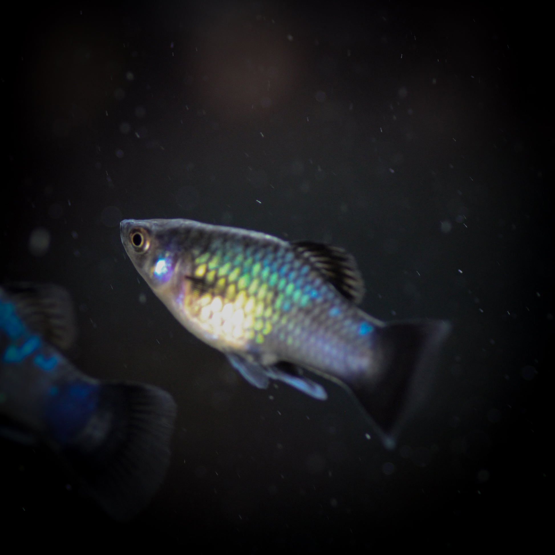 Neon Blue Wag Platy
