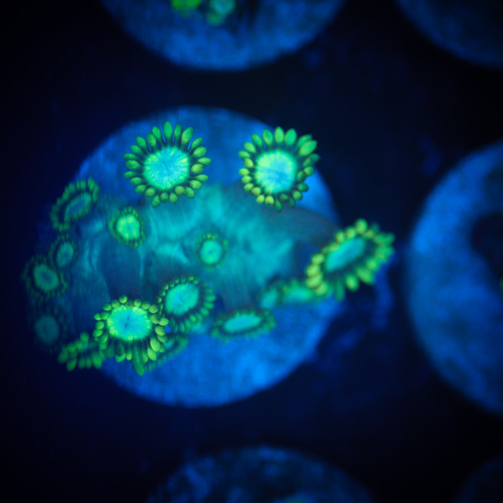 Neon Green Goniopora