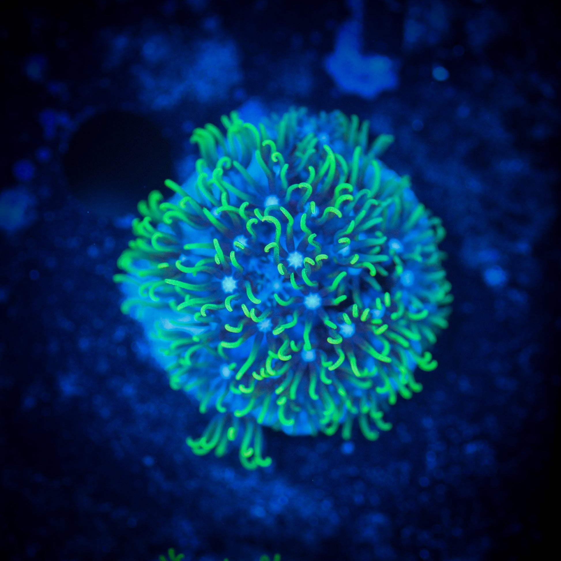 Neon Green Star Polyp