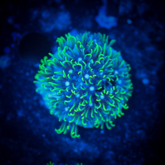 Neon Green Star Polyp