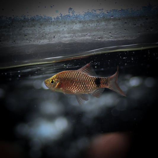 Neon Rosy Barb